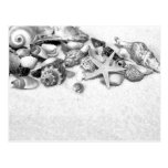 Seashells Postcard