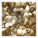 Seashells posters