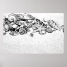 Seashells Poster