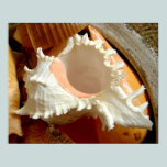 Seashells posters