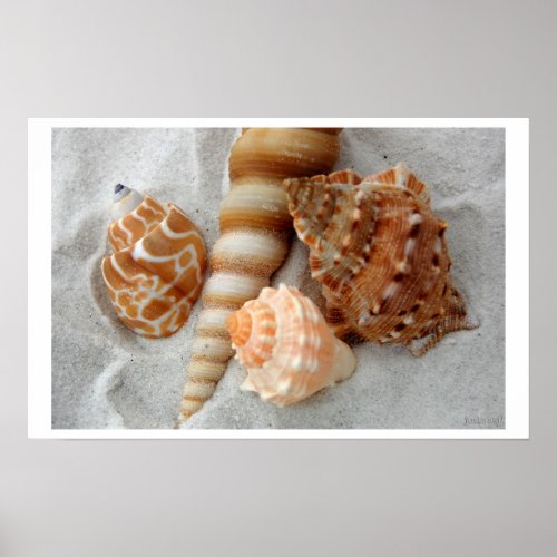 seashells white sand i posters