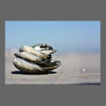 Seashore Seashells posters