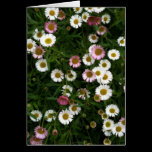 An outdoor shot of a bed of Seaside Daisies. Both pink and white variety growing together. Seaside Daisies Greeting Cards