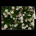 An outdoor shot of a bed of Seaside Daisies. Both pink and white variety growing together. Seaside Daisies Greeting Cards