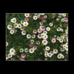 An outdoor shot of a bed of Seaside Daisies. Both pink and white variety growing together. Seaside Daisies Post Cards