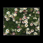 An outdoor shot of a bed of Seaside Daisies. Both pink and white variety growing together. Seaside Daisies Postcard