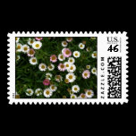 An outdoor shot of a bed of Seaside Daisies. Both pink and white variety growing together. Seaside Daisies | Stamp postage