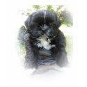 Seaside Shih Tzu t-shirts by suziec Seaside Shih Tzu t-shirts
