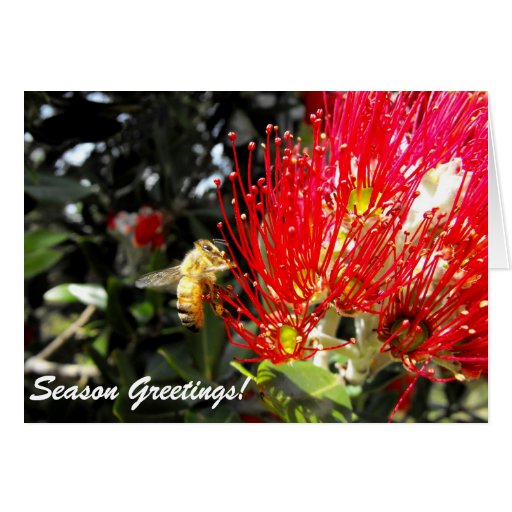 Season Greetings from New Zealand Greeting Card Zazzle