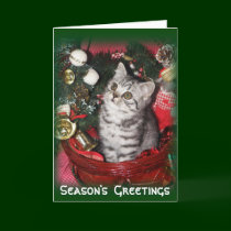 Season's  Greetings - kitten christmas card