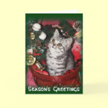 Season's  Greetings - kitten christmas card