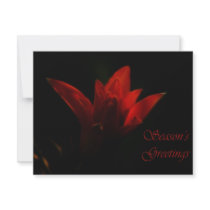 Season's Greetings Personalized Announcements