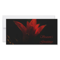 Season's Greetings Picture Card