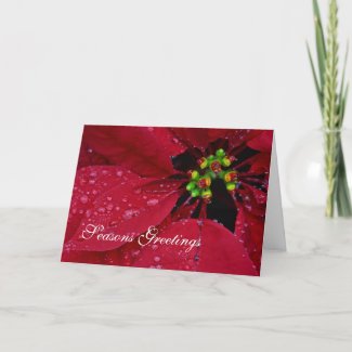 Season's Greetings Poinsettia Greeting Card
