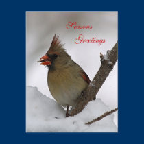 Seasons Greetings post card postcards