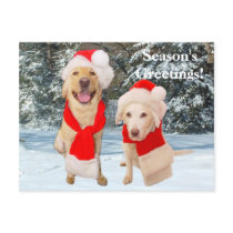 Season's Greetings! postcards