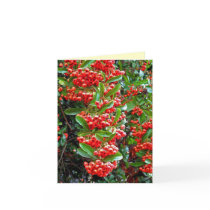 Season's Greetings Rowan Berry/Tree - Y cards by JeanBHall Season's Greetings Rowan Berry/Tree - Y cards