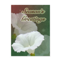 Season's Greetings - White Bindweed Post Cards
