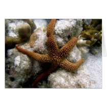 Seastar Cards