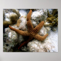 Seastar Poster