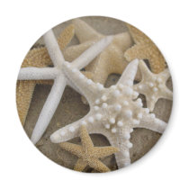 seastars (starfish) magnet