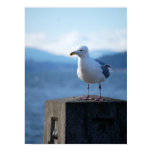 Seattle Seagull Seattle Seagull