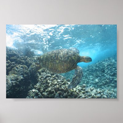 Seaturtle at the Shorebreak Poster by danschmitt