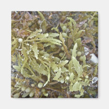 Seaweed Coordinating Items Fridge Magnet