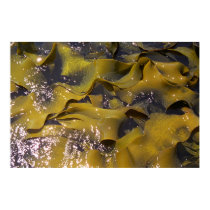 Seaweed, New Zealand posters