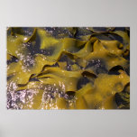 Seaweed, New Zealand posters