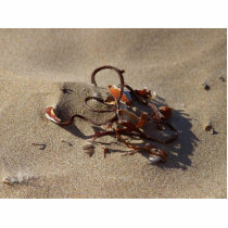 Seaweed Sand Beaches photo sculptures