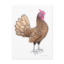 Sebright Bantam Rooster Postcard