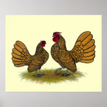 Sebright Bantams:  Golden Poster