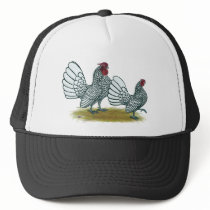 Sebright Bantams:  Silver Hats