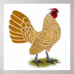 Sebright:  Buff-laced Rooster Posters