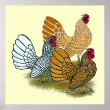 Sebright Rooster Assortment Print