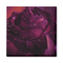 » secret garden five (magnet) « by arisuart » secret garden five (magnet) «