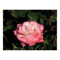 Secret Hybrid Tea Rose 117 posters