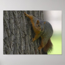 Secret Squirrel posters