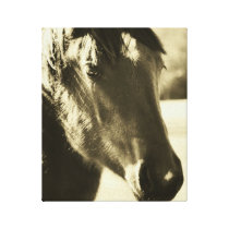 Secretariat's Grandaughter's Beautiful Face Canvas Print