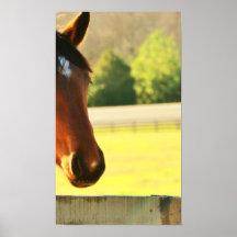 Secretariat's Great Grandaughter Poster
