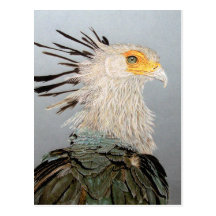 Secretary Bird Post Card