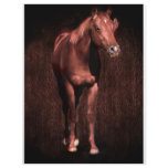 Secretrock the horse letterhead template