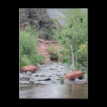 Sedona Slide Rock Arizona Postcard postcards