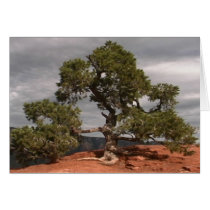 Sedona Vortex Tree card