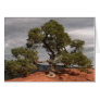 Sedona Vortex Tree card