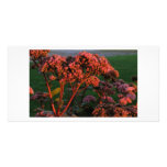 Sedum Autum Joy In Full Bloom Photo Card Template