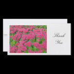Sedum (Autumn Joy) - Thank You photo cards