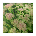 Sedum "Autumn Joy" tiles