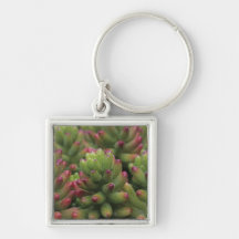 Sedum plant, Arizona-Sonora Desert Museum, Keychain